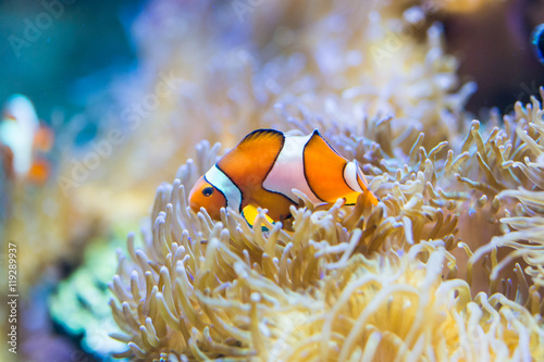 Amphiprion ocellaris - clownfish