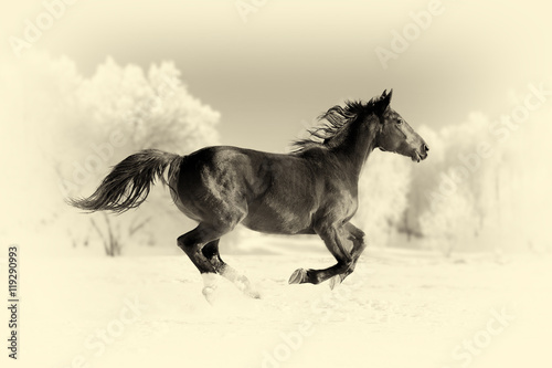 Horse runs gallop. Vintage effect © byrdyak