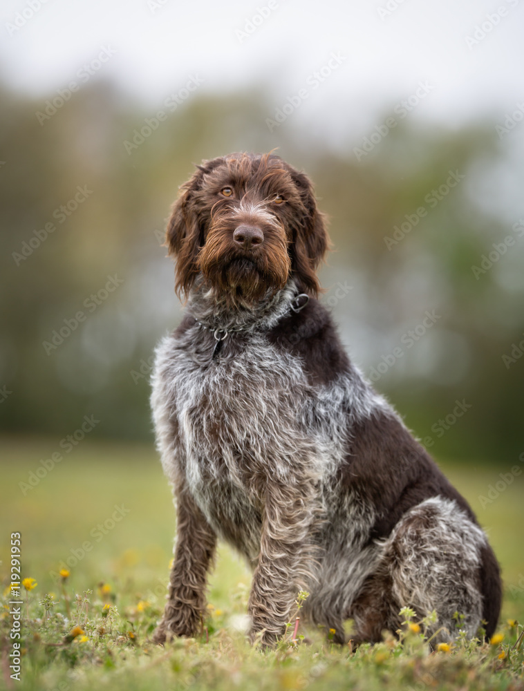 German shorthair doodle cheap