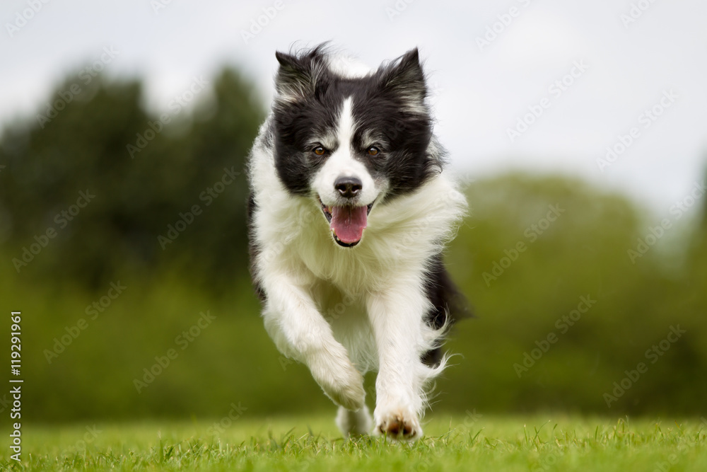 Happy and smiling Border Collie  dog running