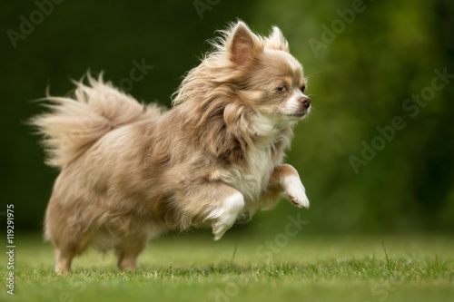 Small Chihuahua Dog © Mikkel Bigandt