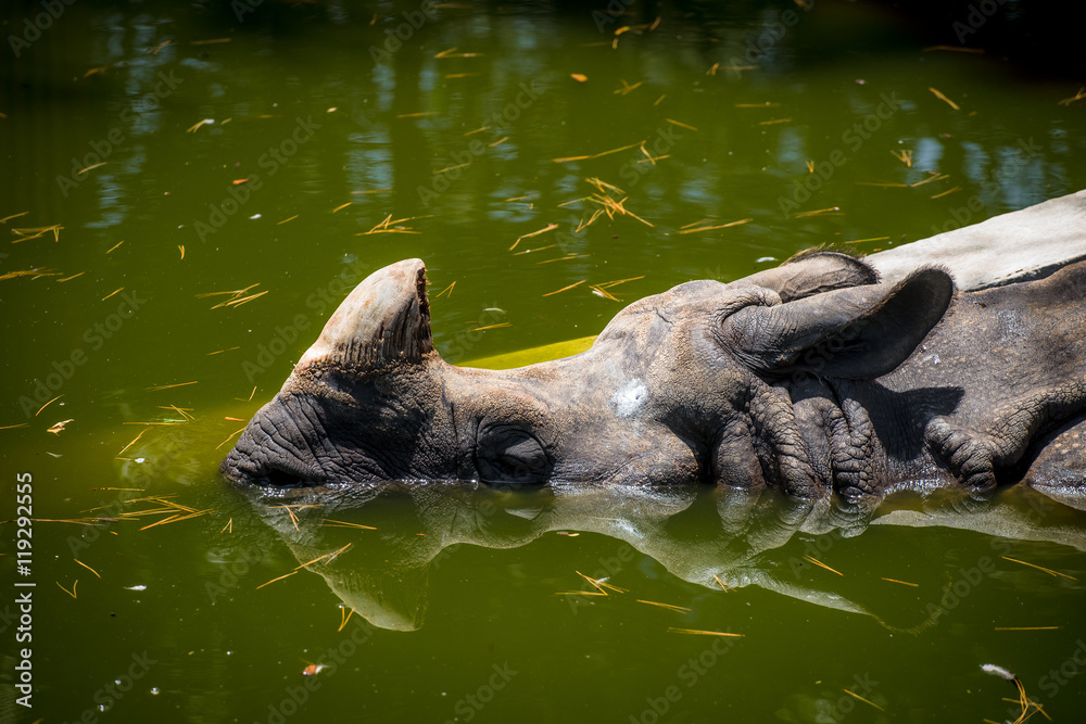 Fototapeta premium The Indian rhinoceros (Greater one-horned rhinoceros) swimming