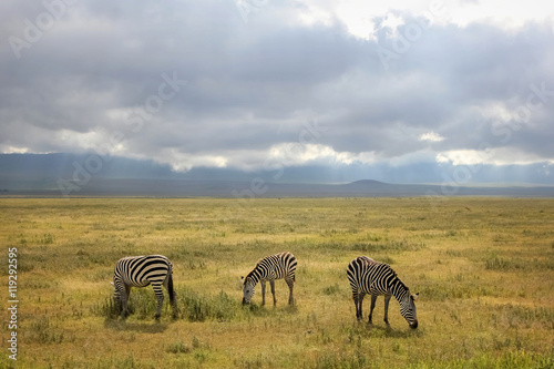 African zebras on a background of beautiful clouds in the savannah