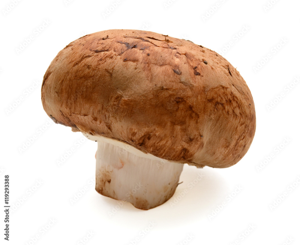 fresh mushroom on a white background fresh mushroom on a white background