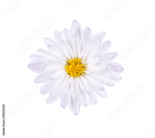 White blue flower with a yellow core on a white background