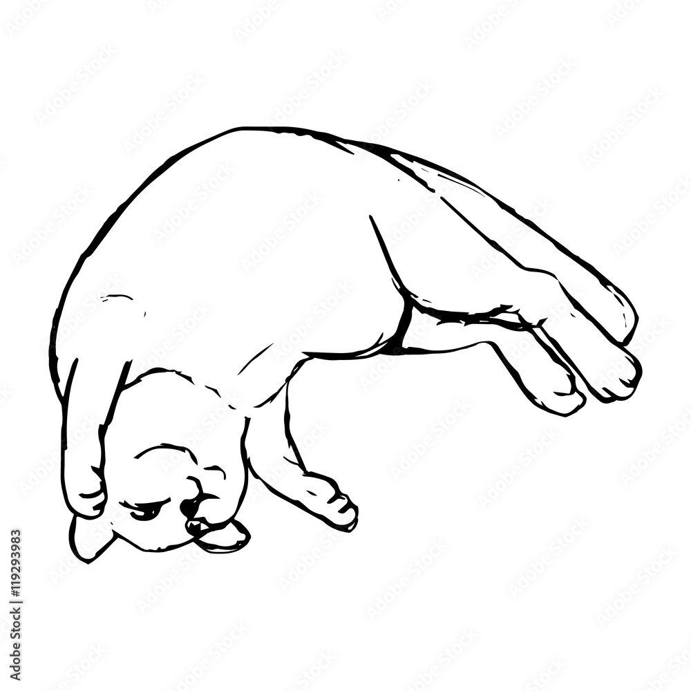 Fototapeta premium The cat lies on the back
