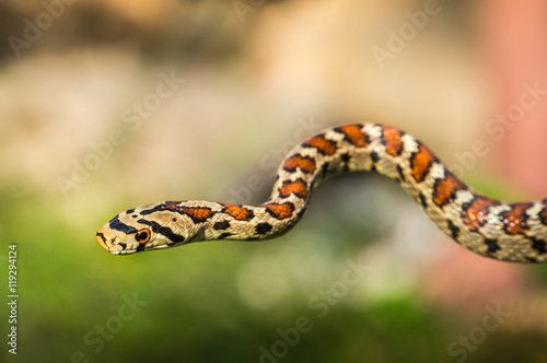 Snake isolated on green