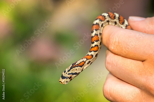 Snake in hand isolated on green