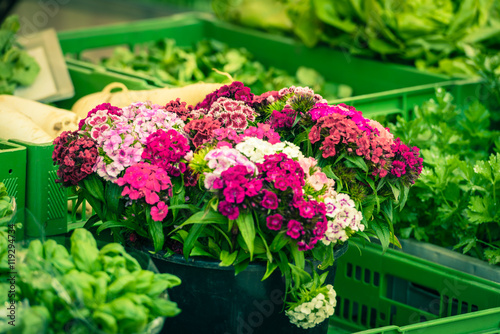 Beautiful carnation flowers at an european market