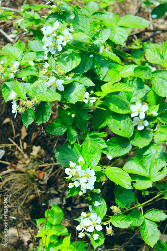 blossoming of wild raspberry