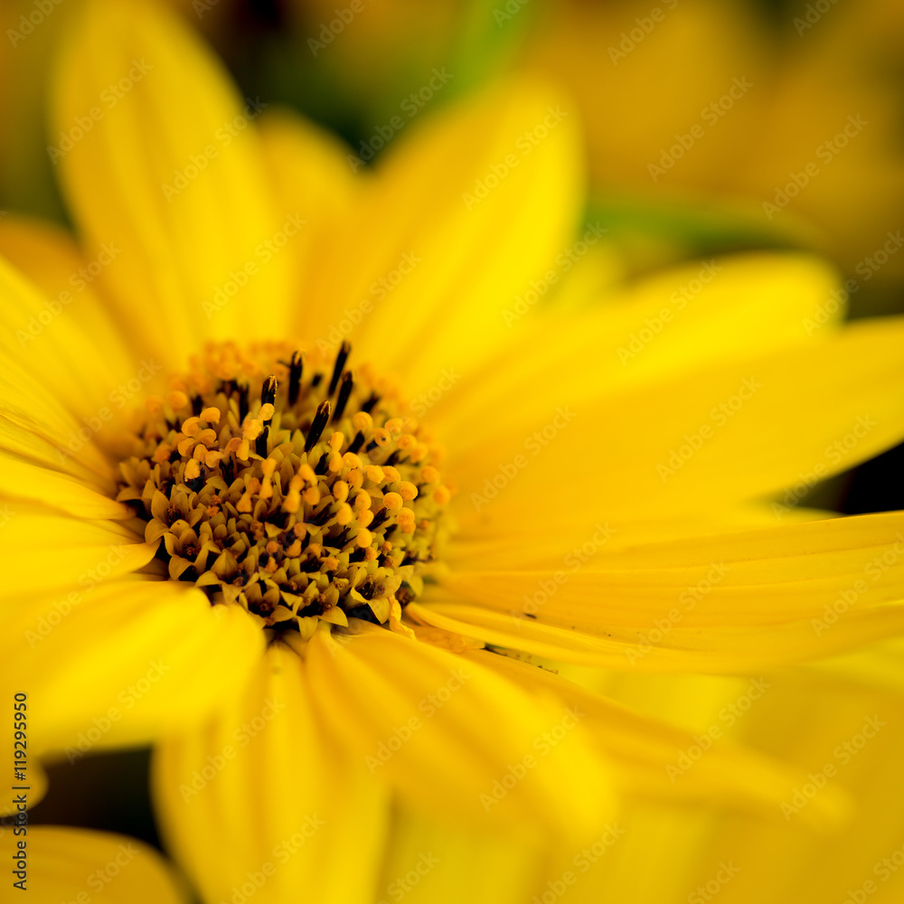 Rudbeckia bright yellow flower on dark background Rudbeckia bright yellow flower on dark background