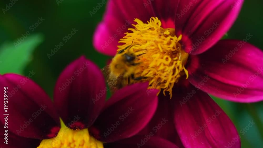 Bumblebee on dahlia flower Bumblebee on dahlia flower