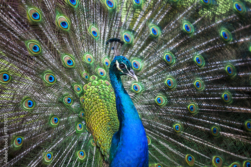 Peacock showing its tail