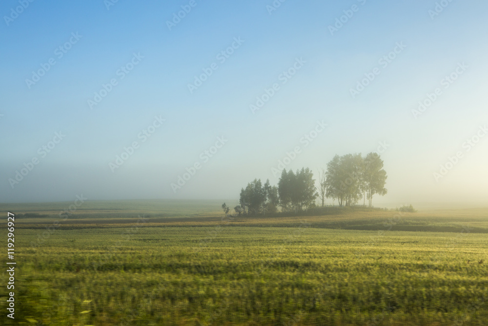 Туманное утро. Вид из окна машины. Зеленая трава, деревья, все в тумане. Чистое небо без облаков
