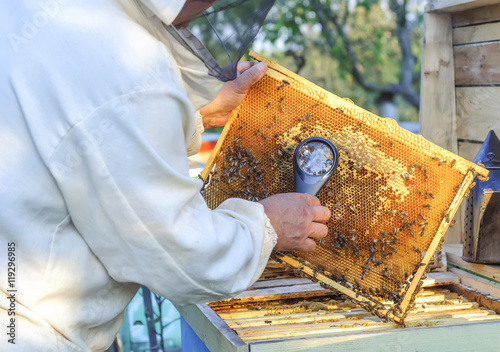 Beekeeper consider bees in honeycombs with a magnifying glass