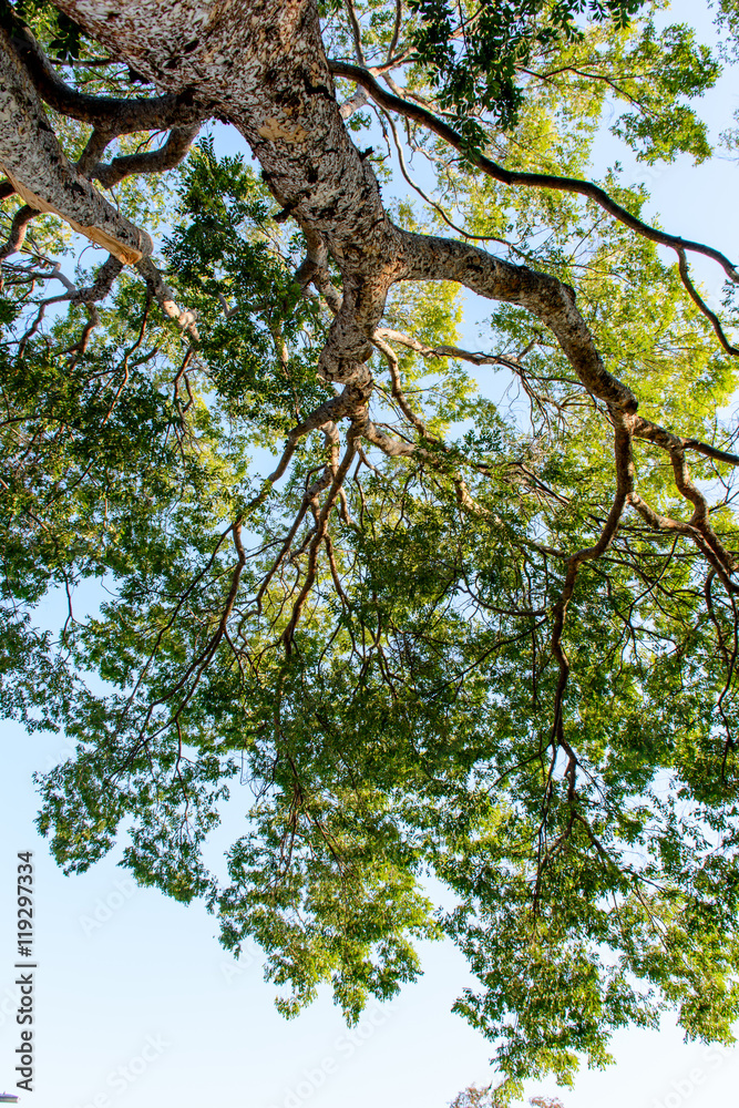 Fototapeta premium Tree Branch and Leaves with Back Light