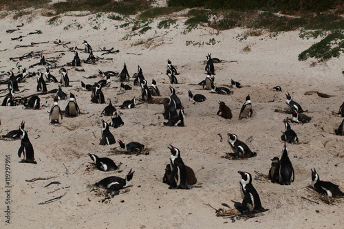 family of african penguins together on a beach with sea weed