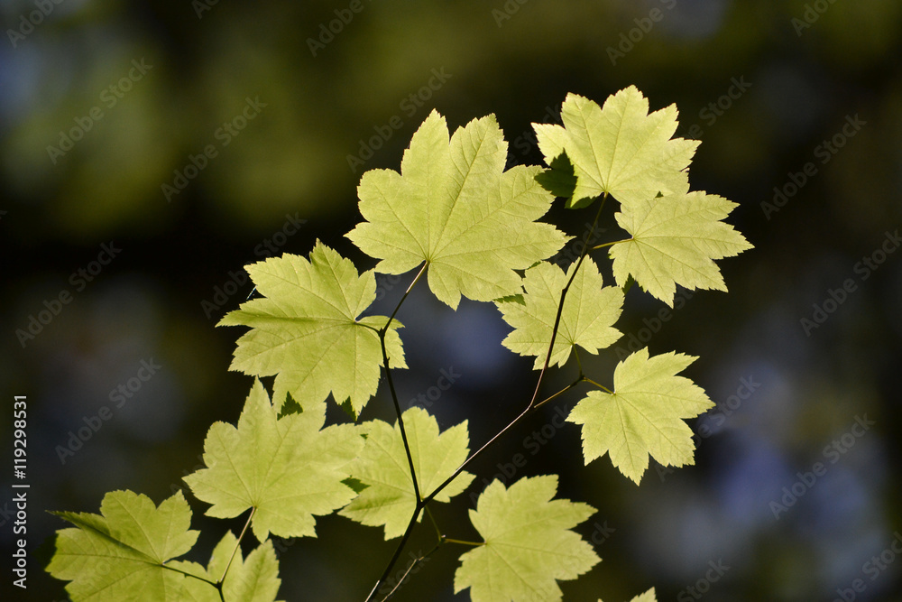 Sycamore leaves against the sun Sycamore leaves against the sun