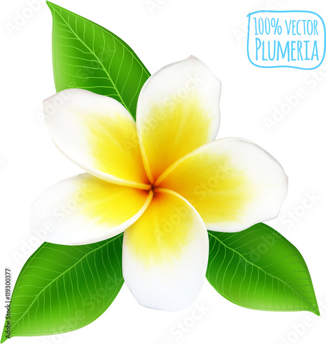 Vector realistic isolated plumeria flower