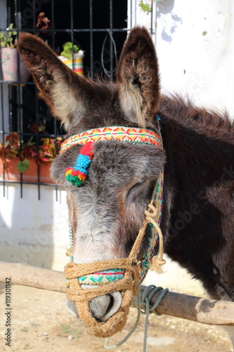 Portrait of a brown donkey with colorful headstall