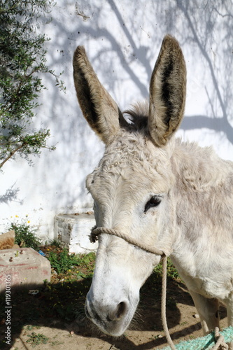 White donkey close up