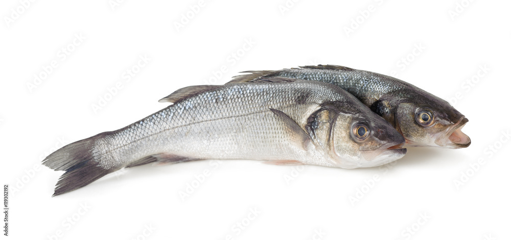 Sea bass fish