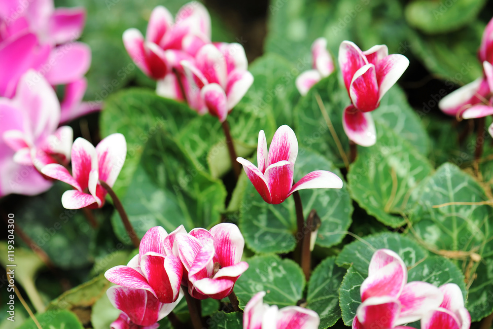 Obraz premium white and pink cyclamen flowers at nursery