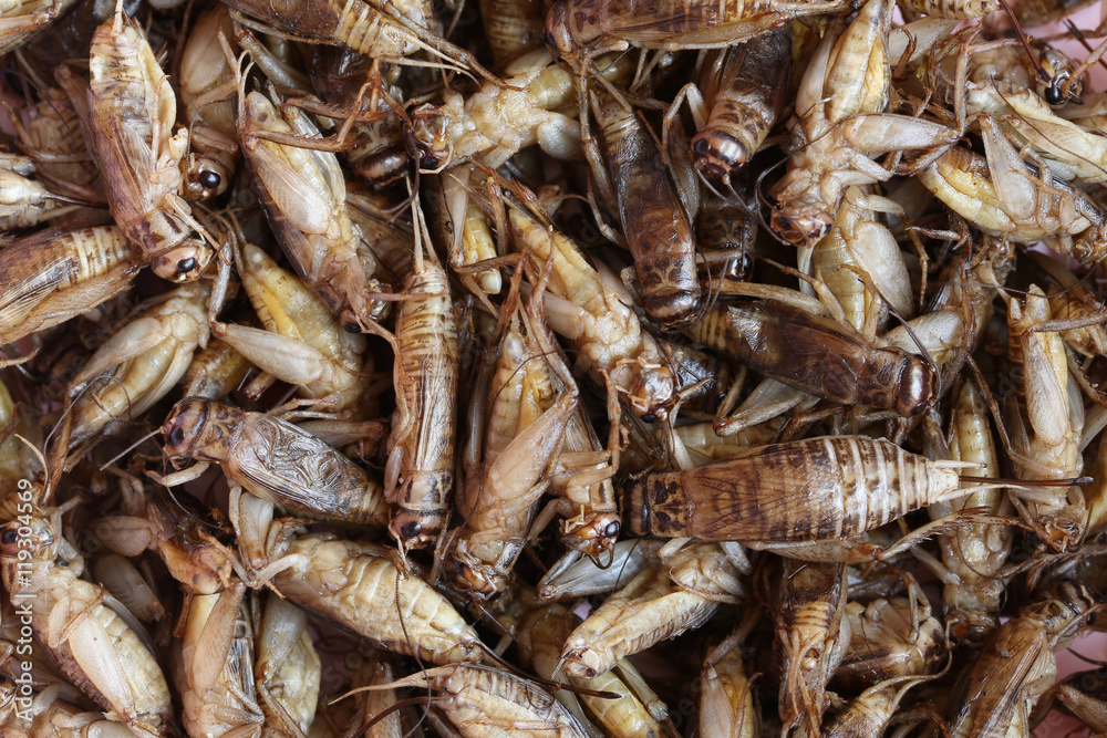 fried crickets,This local popular Thai food of northeast people. fried crickets,This local popular Thai food of northeast people.