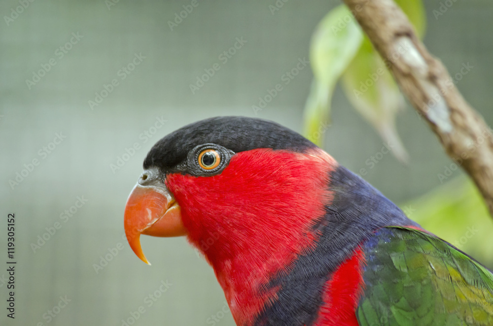 Naklejka premium black capped lory