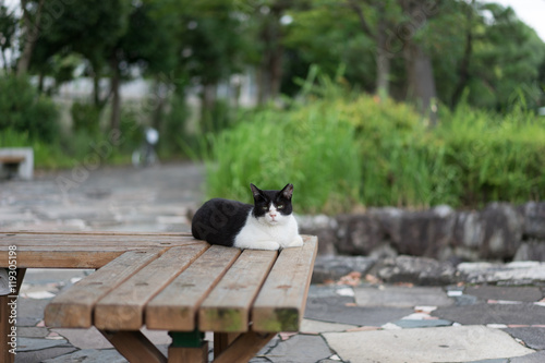 Life of a stray cat in Tokyo