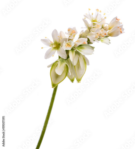 Buckwheat flowers isolated