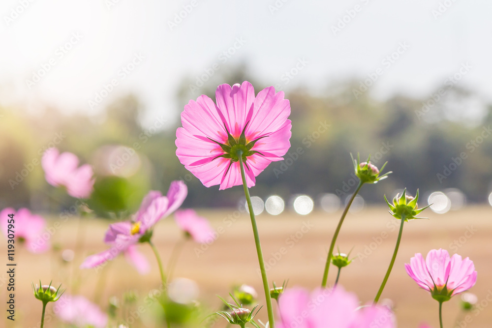 Fototapeta premium Beautiful Cosmos flowers in summer season