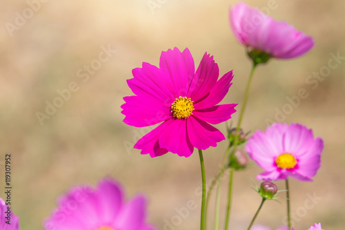 Beautiful Cosmos flowers in summer season