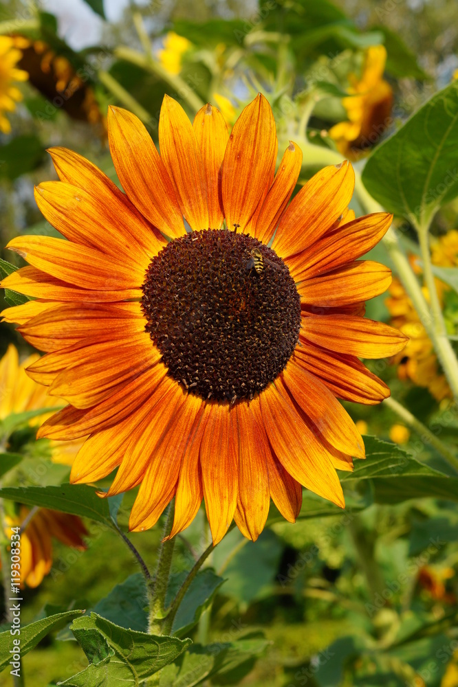Obraz premium Beautiful red ornamental sunflower - Helianthus 