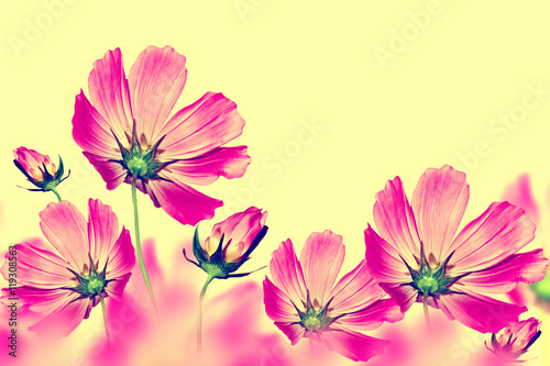 Bright and colorful flowers cosmos. floral background
