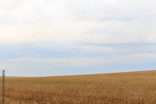 field hilly landscape of wheat overcast sky summer