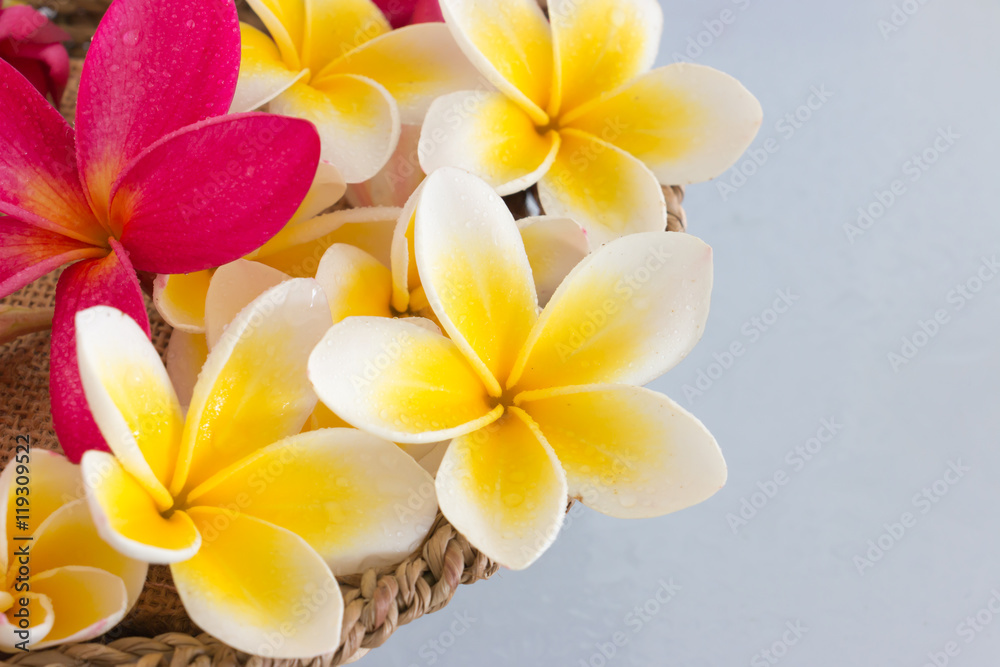 Fototapeta premium Plumeria tropical flowers