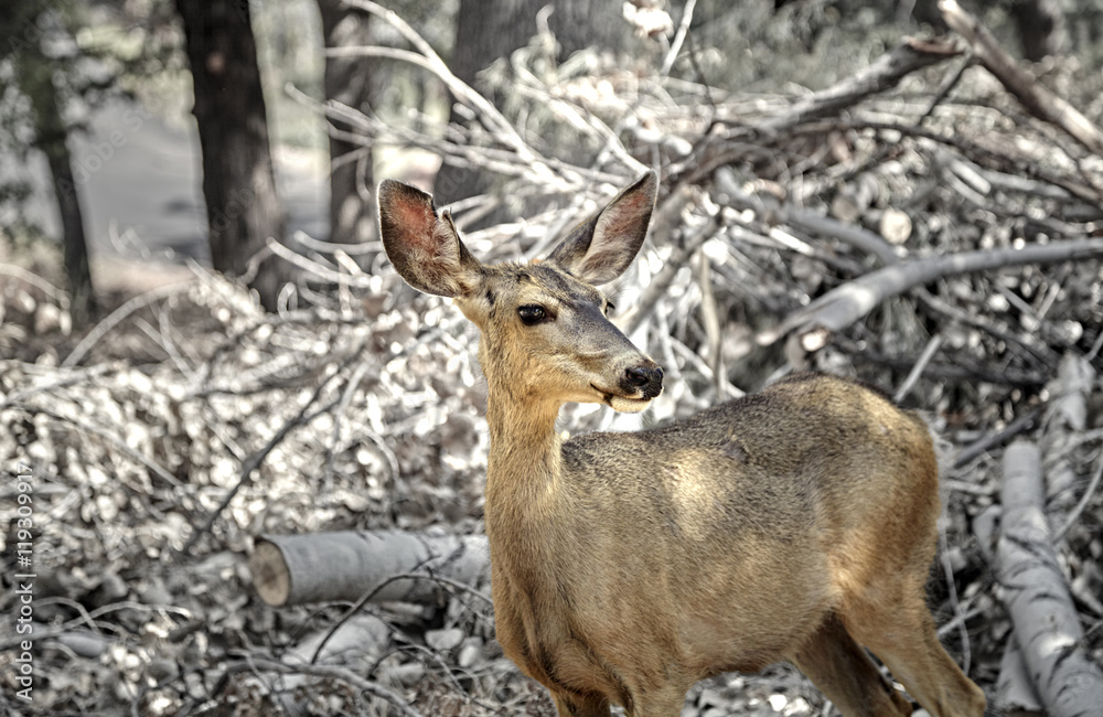 Mule Deer in the Forest Mule Deer in the Forest