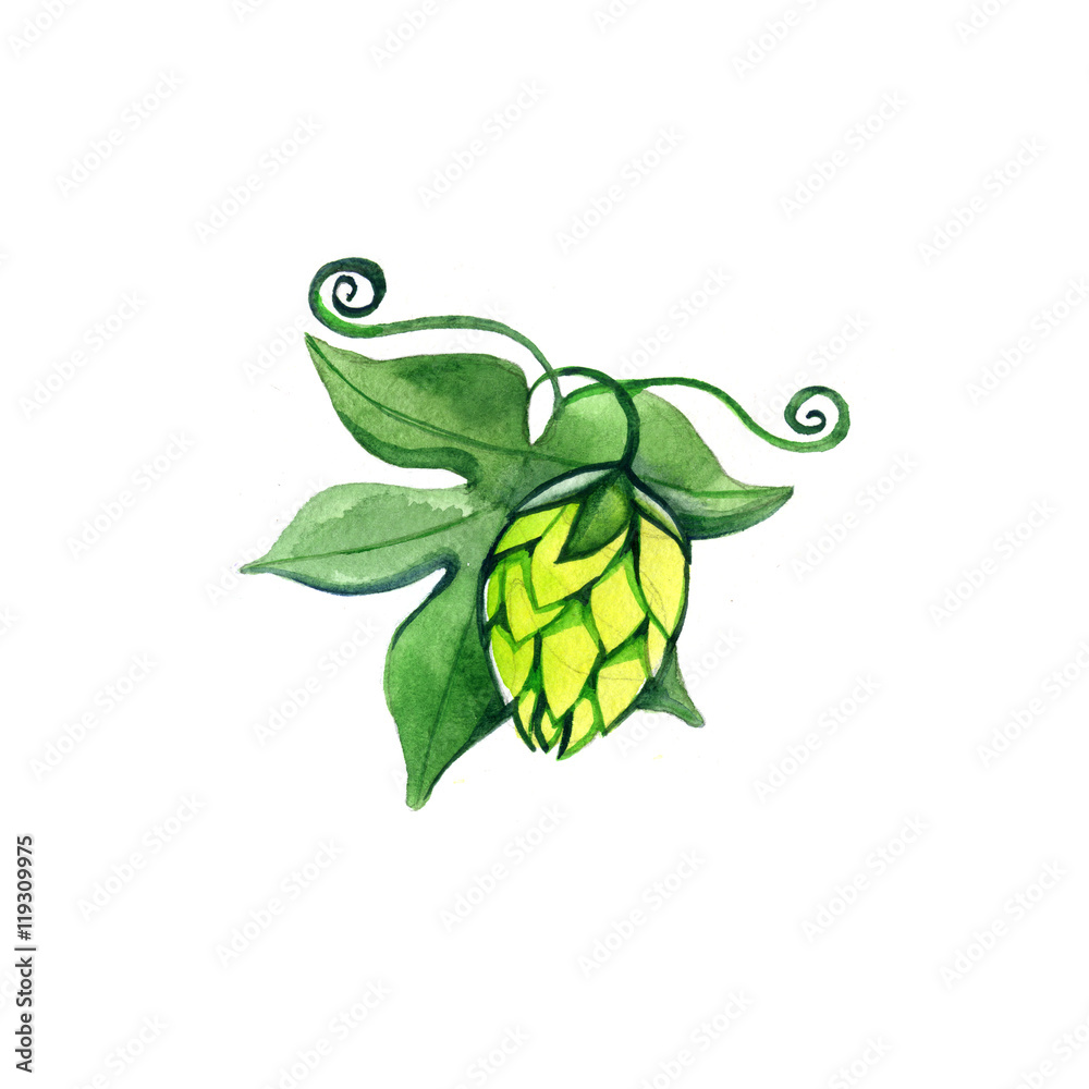 hops with leaves isolated on a white background hops with leaves isolated on a white background