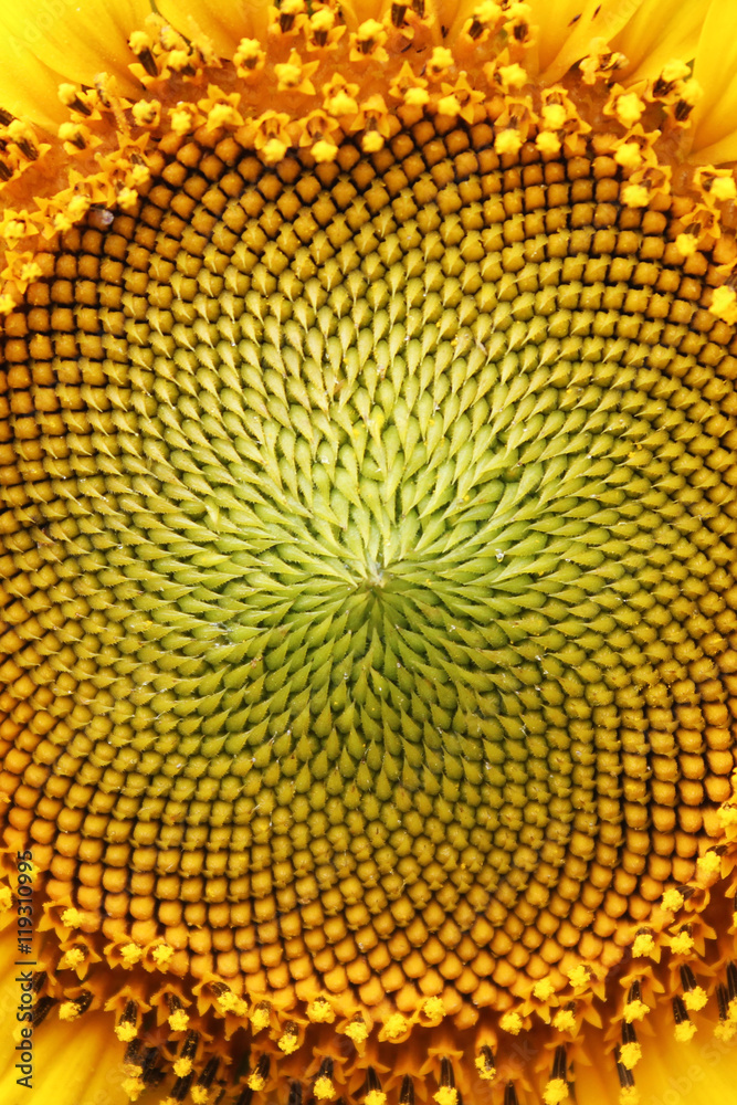 Fototapeta premium The middle of Sunflower