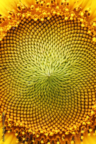 The middle of Sunflower