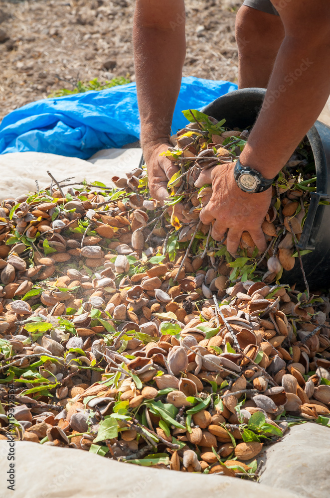 Fototapeta premium Pickers at work while fulling pails with just picked almonds, Noto, Sicily