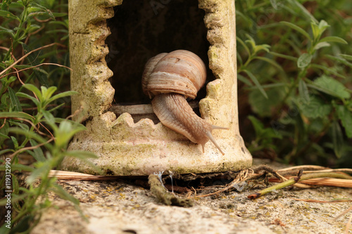 Weinbergschnecke photo