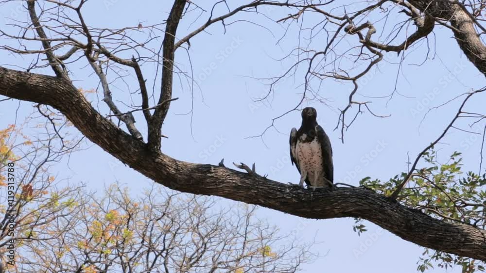 Very large eagle african Martial Eagle sitting in tree, Namibia, big bird in Africa. Safari wildlife Very large eagle african Martial Eagle sitting in tree, Namibia, big bird in Africa. Safari wildlife