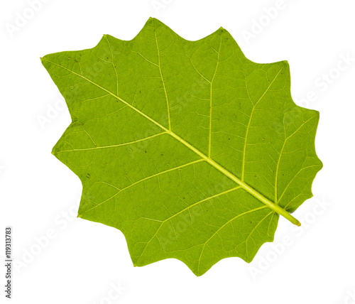 Serrated leaf back side closeup with isolated background