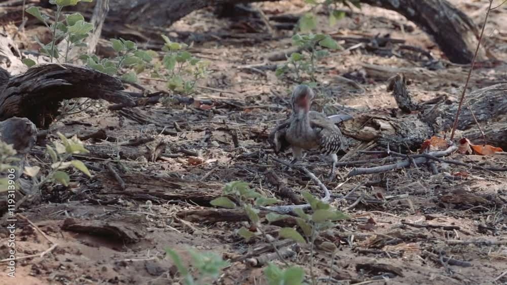 Young baby of yellow-billed Hornbill lookung for food on ground, Etosha, Namibia. Africa Safari Wildlife Young baby of yellow-billed Hornbill lookung for food on ground, Etosha, Namibia. Africa Safari Wildlife