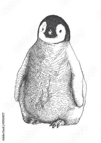Emperor Penguin