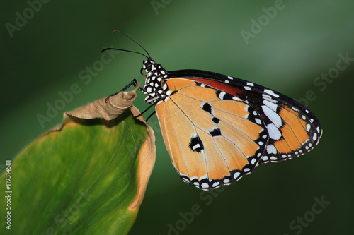 Butterfly, Plain Tiger