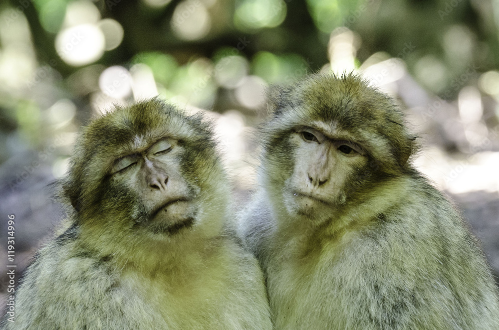 Fototapeta premium Macaque