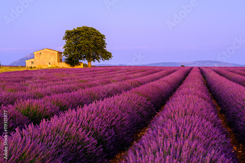 Lawendy pole przy zmierzchem w Provence, Francja